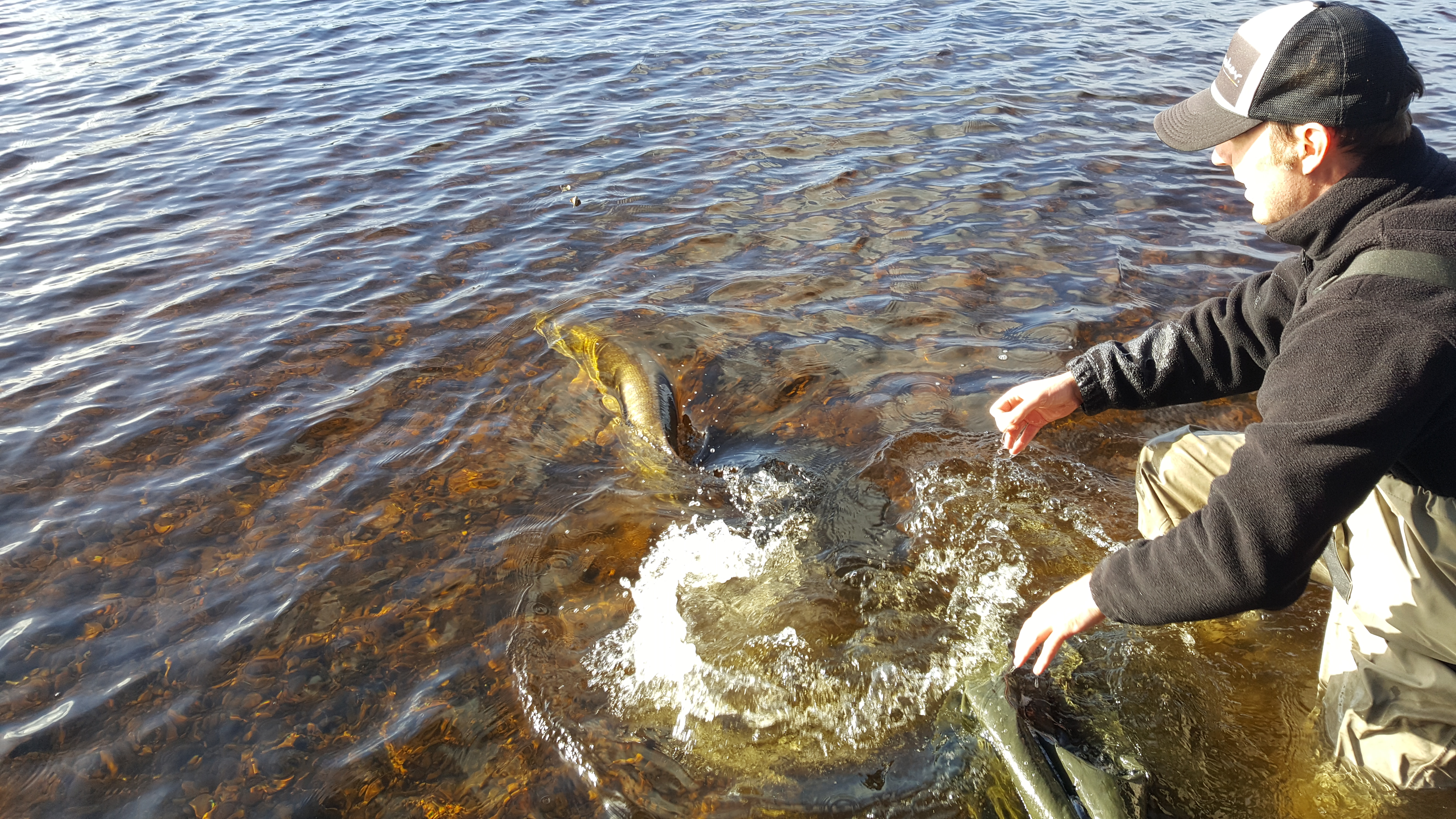 pike being released