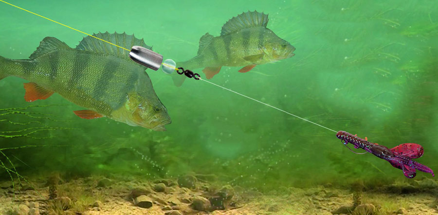 Carolina Rig