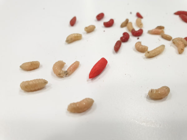 pop up maggot